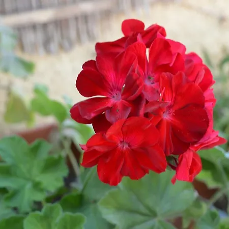 Apartmán Vanessa Poros (Kefalonia)